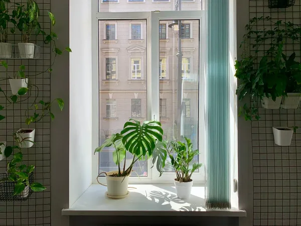Ventana con luz natural y plantas en maceteros